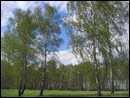 Березы